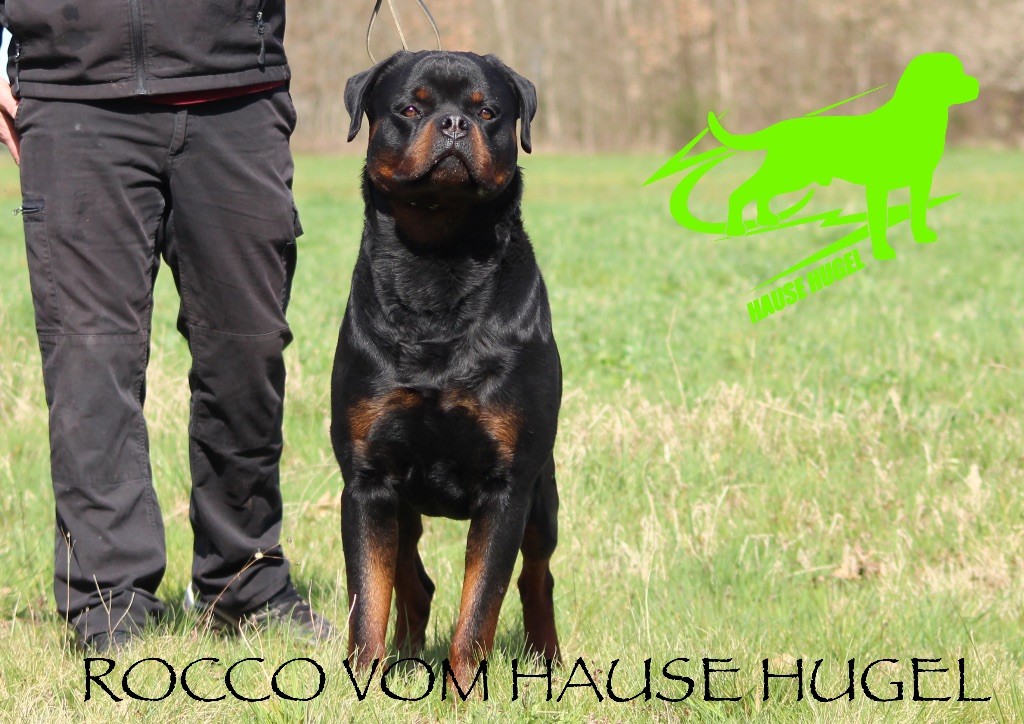 Rocco Vom Hause Hugel