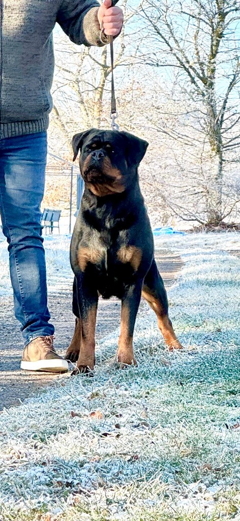 Insomnia burgan rottweilers