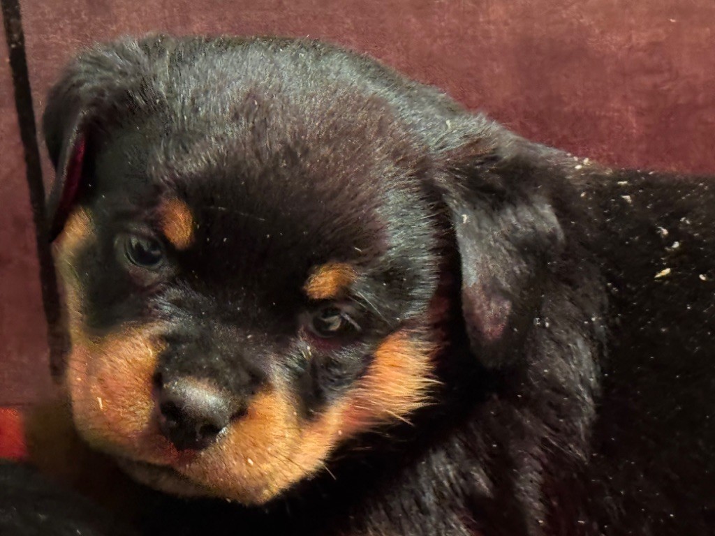 Vom Hause Hugel - Chiot disponible  - Rottweiler