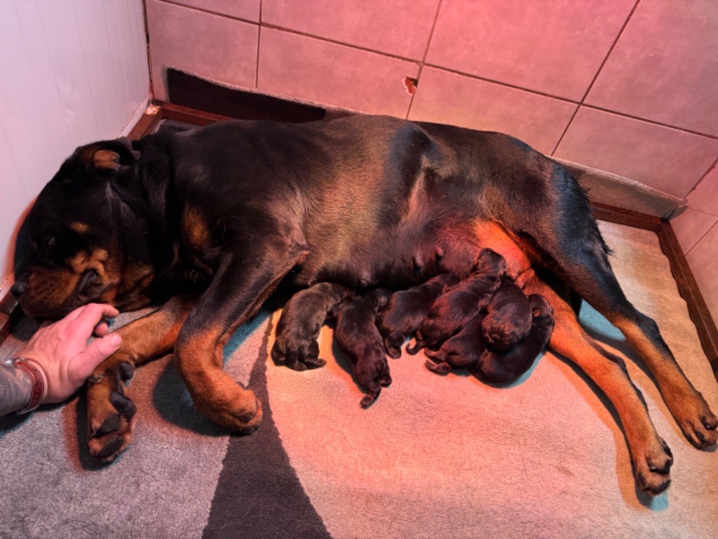 chiot Rottweiler Vom Hause Hugel