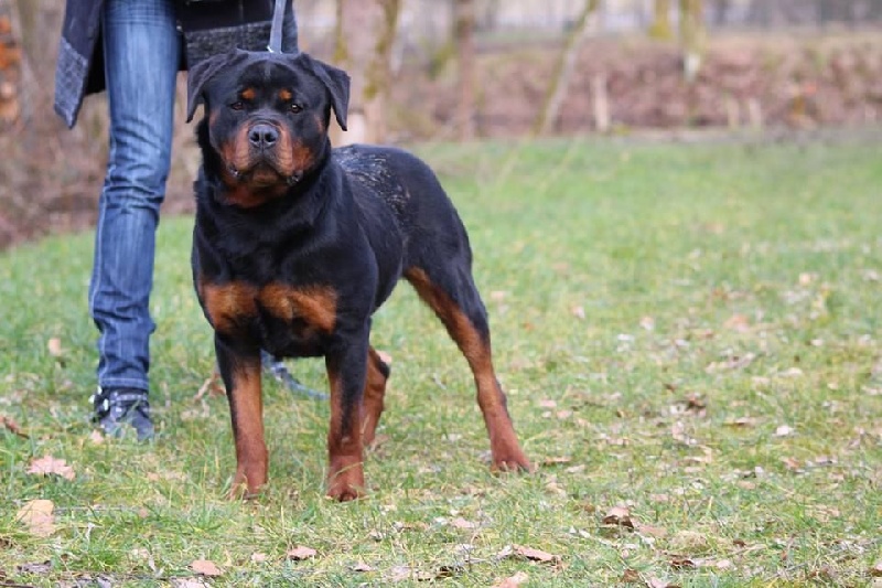 Jessy Vom Hause Hugel