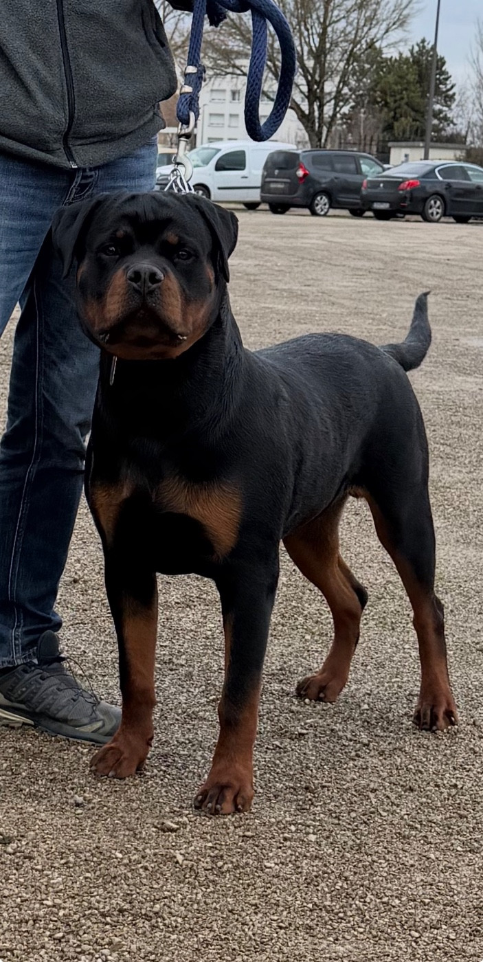 ANKO Vom Hause Hugel