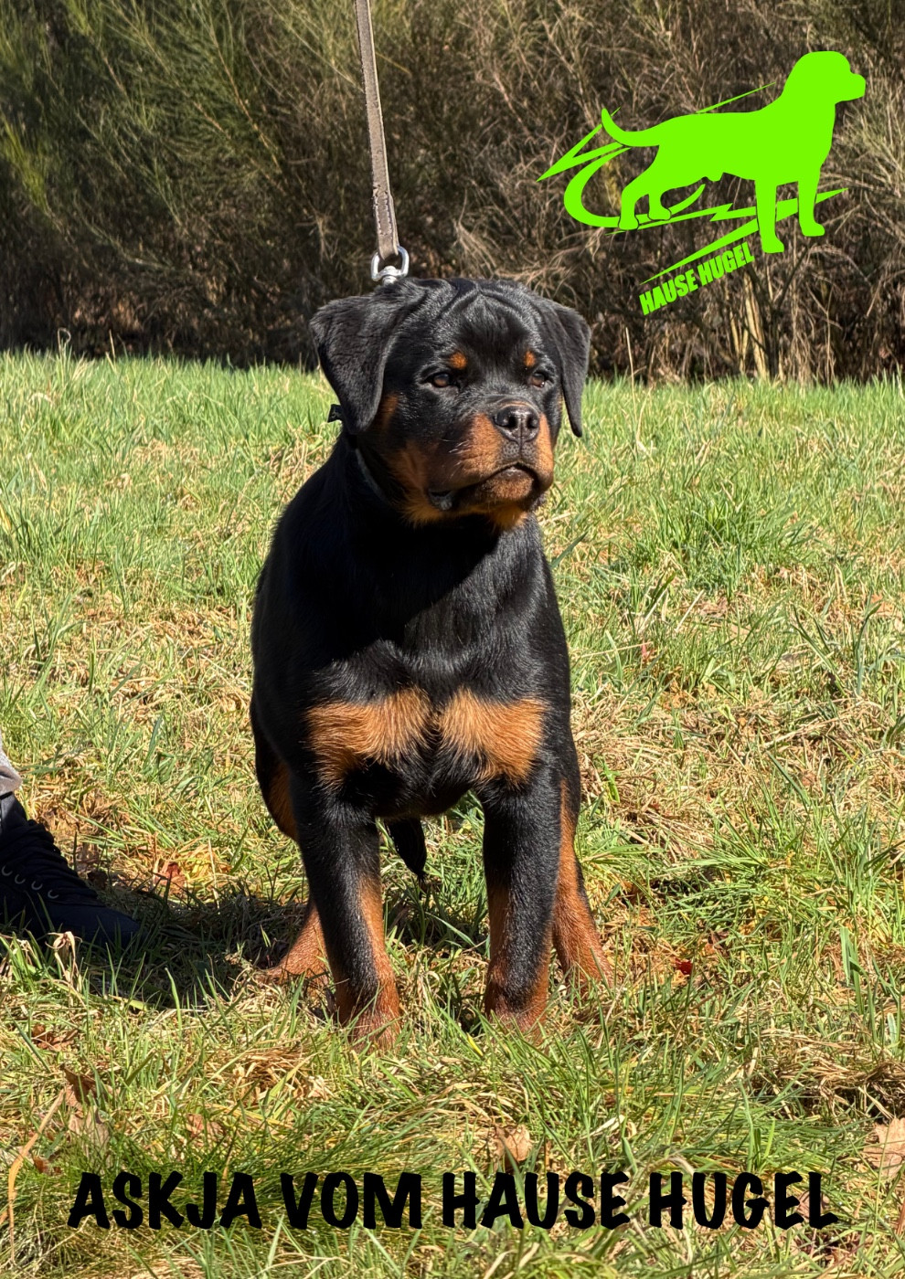 ASKJA Vom Hause Hugel