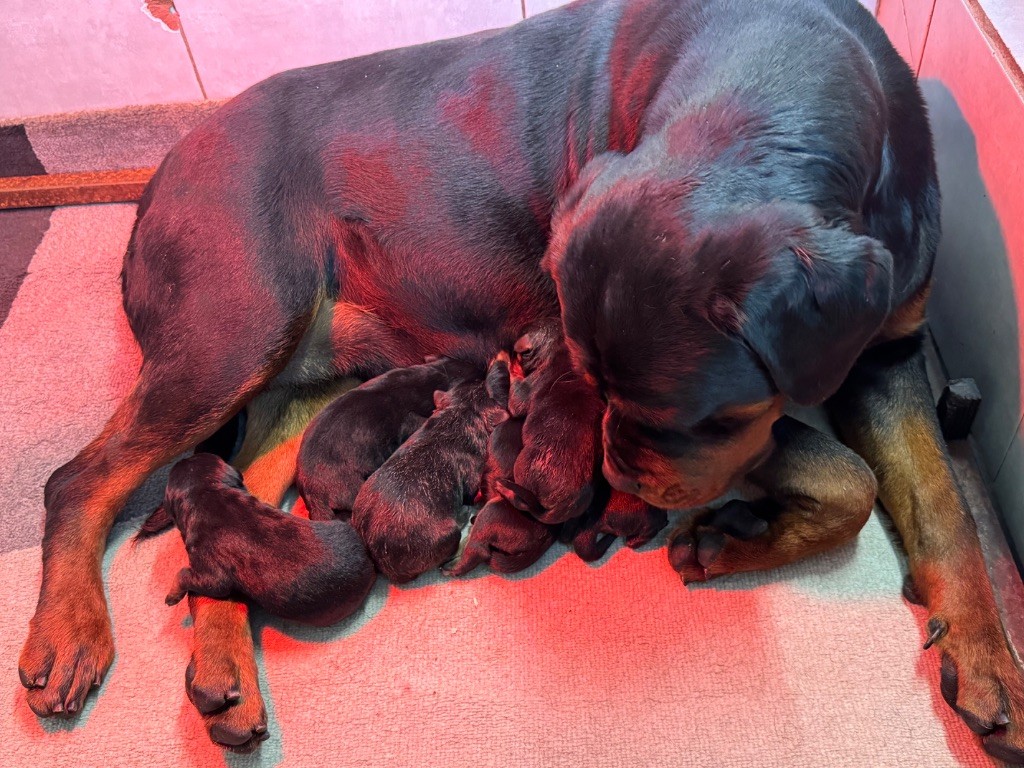 Vom Hause Hugel - Rottweiler - Portée née le 26/05/2025