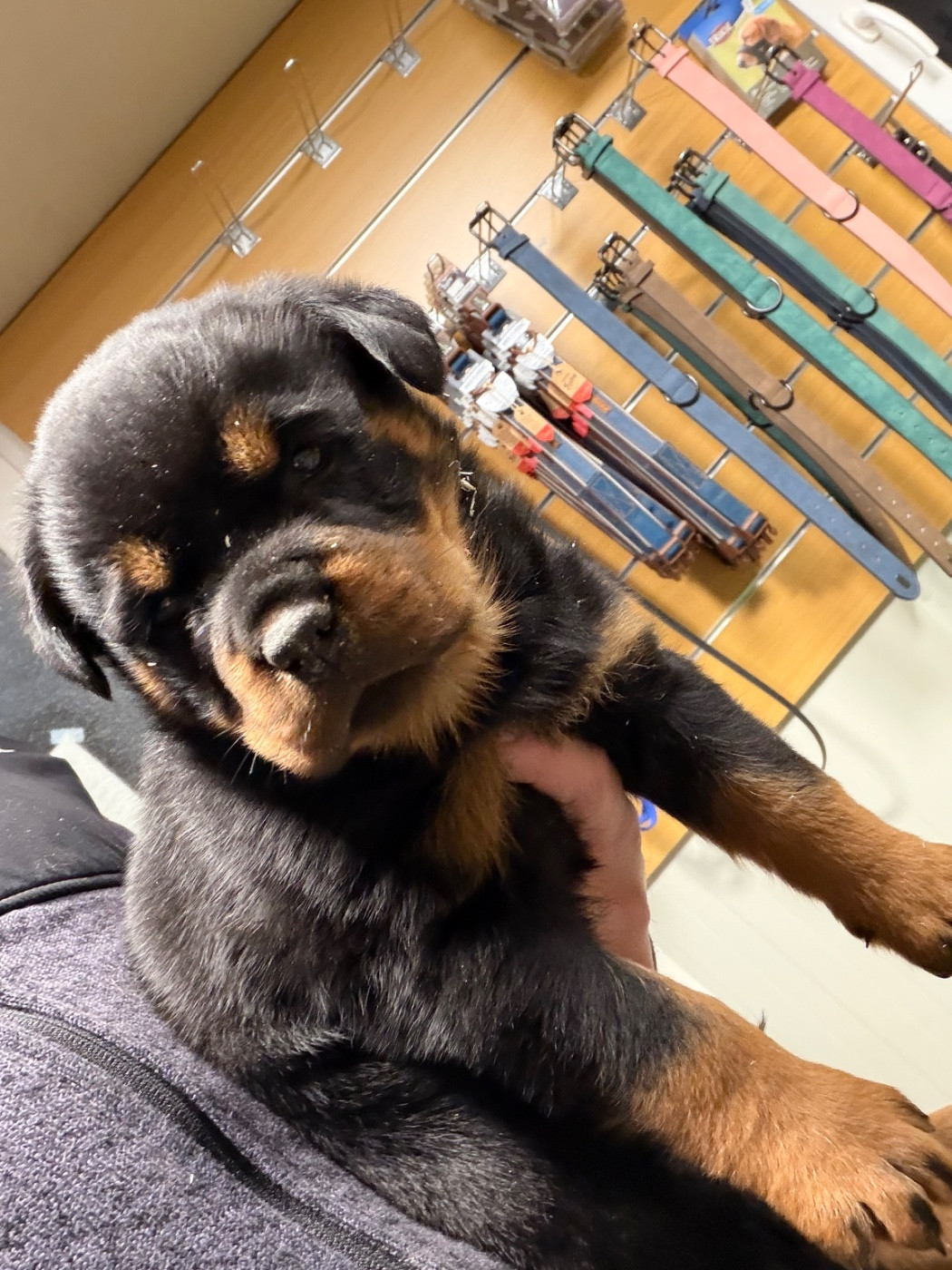 Vom Hause Hugel - Chiots disponibles - Rottweiler