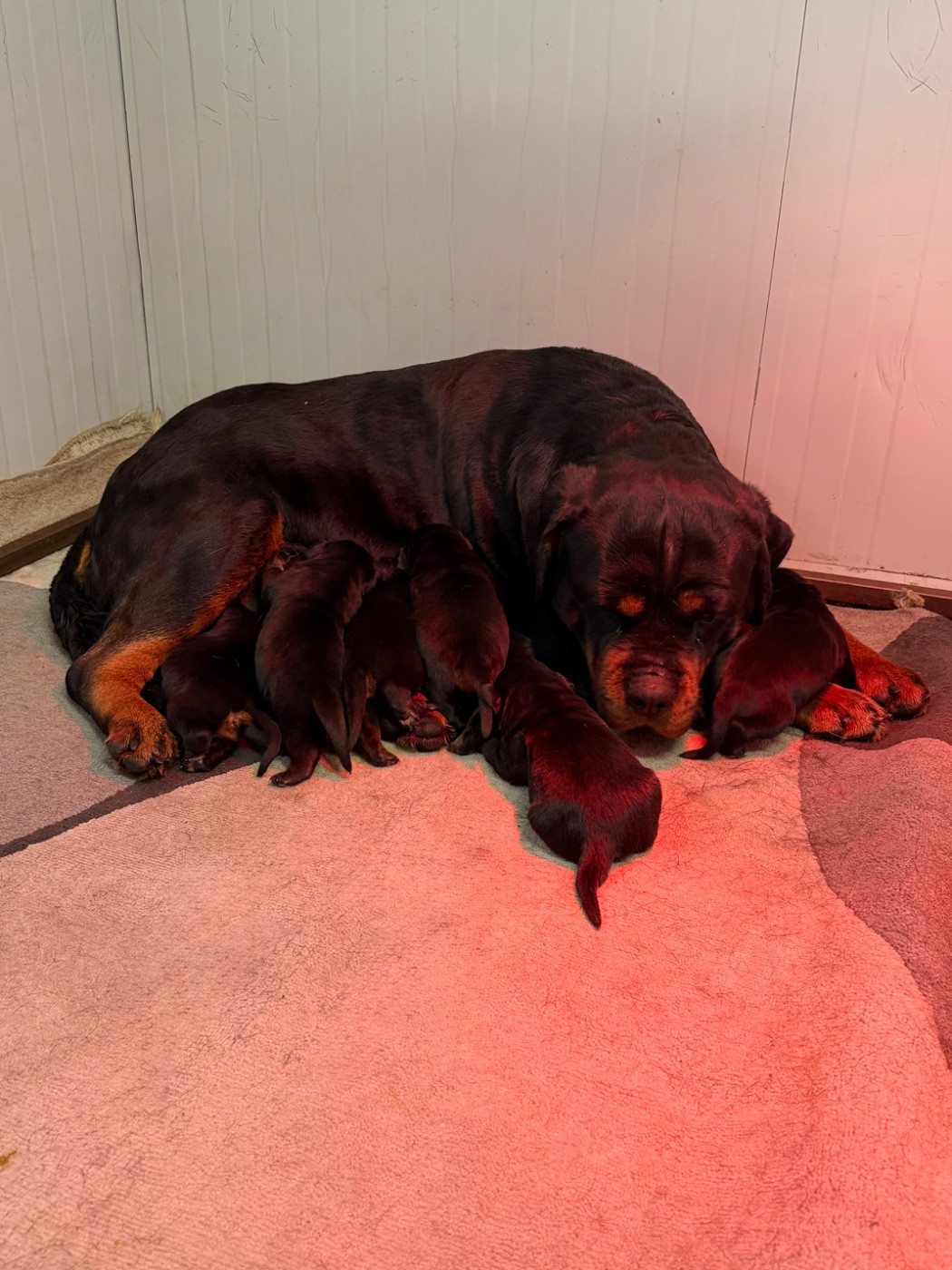 Vom Hause Hugel - Rottweiler - Portée née le 05/04/2026