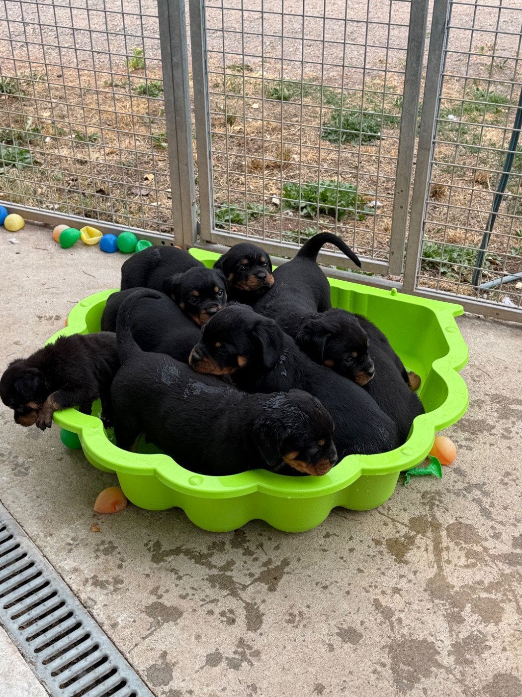 Vom Hause Hugel - Rottweiler - Portée née le 24/05/2026