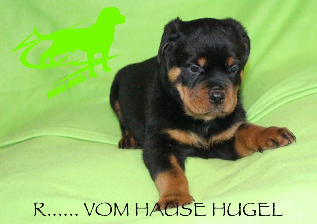 Vom Hause Hugel - Rottweiler - Portée née le 08/09/2020