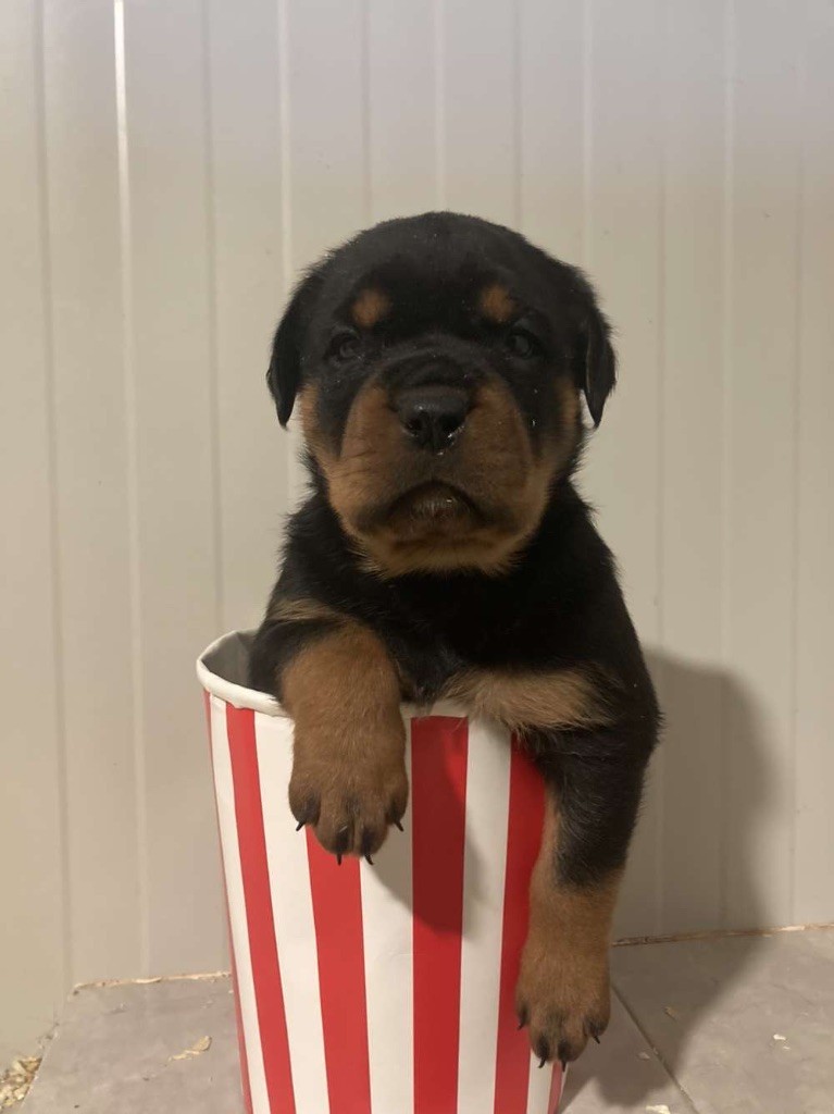 Vom Hause Hugel - Rottweiler - Portée née le 15/04/2025