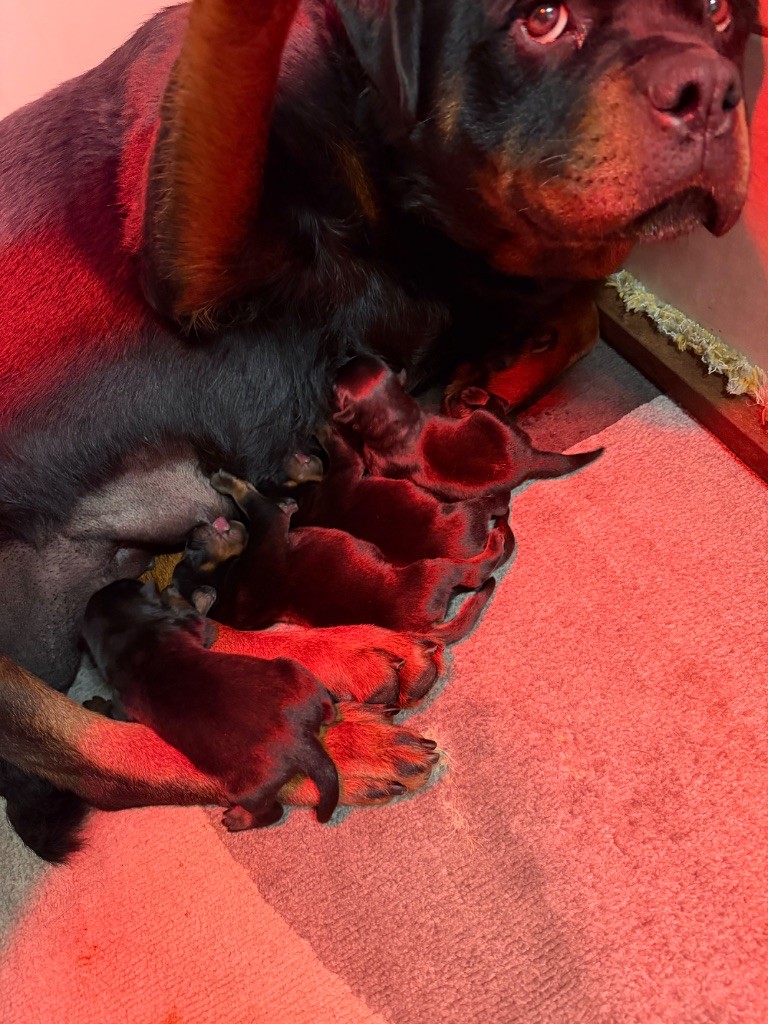 Vom Hause Hugel - Rottweiler - Portée née le 04/11/2025