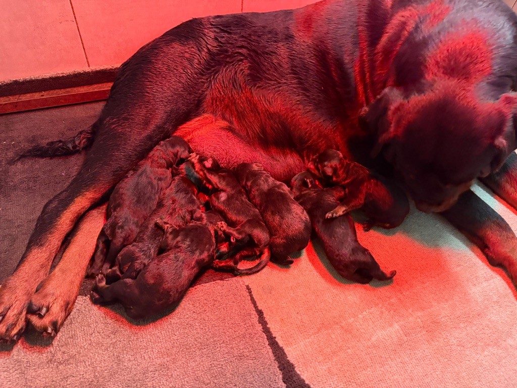 Vom Hause Hugel - Rottweiler - Portée née le 30/09/2025
