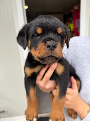 CHIOT