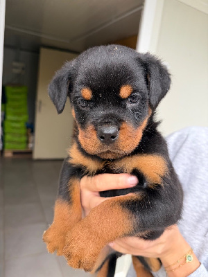 CHIOT