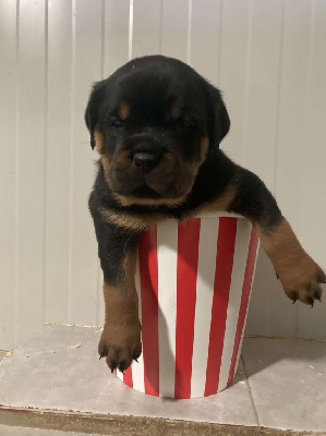 CHIOT