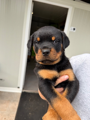 CHIOT
