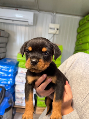 CHIOT