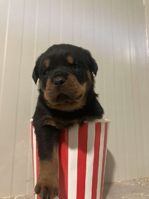 CHIOT