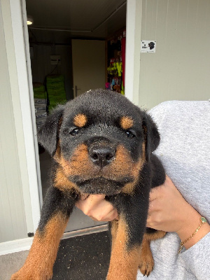 CHIOT