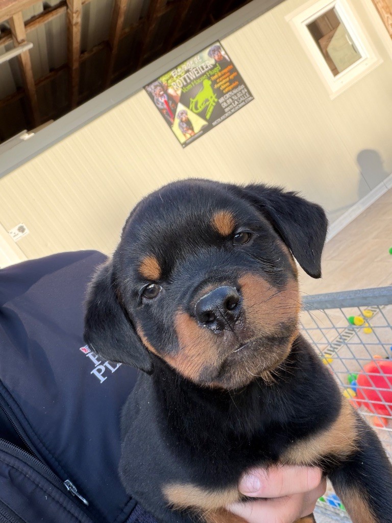 Vom Hause Hugel - Chiots disponibles - Rottweiler